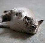 Avatar de l’utilisateur