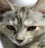 Avatar de l’utilisateur