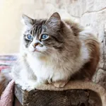 Avatar de l’utilisateur