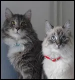 Avatar de l’utilisateur