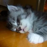 Avatar de l’utilisateur