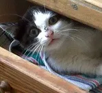 Avatar de l’utilisateur