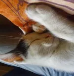 Avatar de l’utilisateur