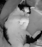 Avatar de l’utilisateur