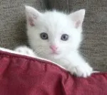 Avatar de l’utilisateur