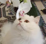 Avatar de l’utilisateur