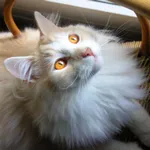 Avatar de l’utilisateur