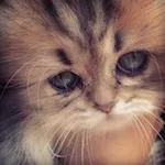 Avatar de l’utilisateur