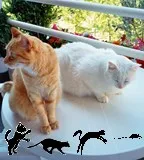 Avatar de l’utilisateur