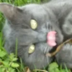 Avatar de l’utilisateur