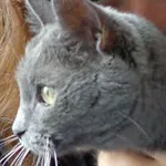 Avatar de l’utilisateur