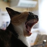 Avatar de l’utilisateur