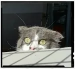 Avatar de l’utilisateur