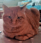 Avatar de l’utilisateur