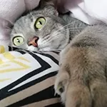 Avatar de l’utilisateur