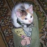 Avatar de l’utilisateur