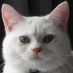 Avatar de l’utilisateur