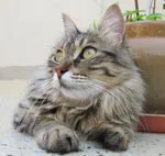 Avatar de l’utilisateur