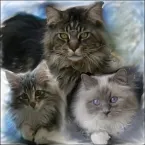 Avatar de l’utilisateur