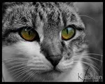 Avatar de l’utilisateur