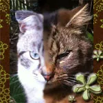 Avatar de l’utilisateur