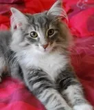 Avatar de l’utilisateur