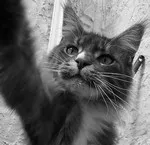 Avatar de l’utilisateur