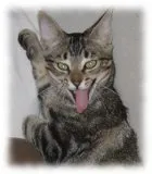 Avatar de l’utilisateur