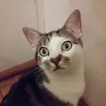 Avatar de l’utilisateur