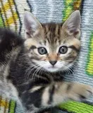 Avatar de l’utilisateur