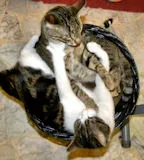 Avatar de l’utilisateur