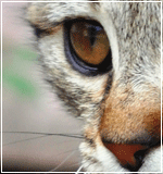 Avatar de l’utilisateur