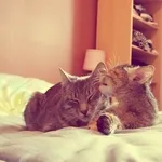 Avatar de l’utilisateur