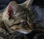 Avatar de l’utilisateur