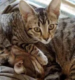 Avatar de l’utilisateur