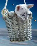 Avatar de l’utilisateur