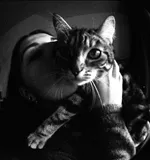 Avatar de l’utilisateur