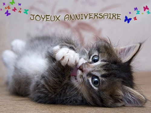 Anniversaires Des Forumeurs Forum Sur Les Chats