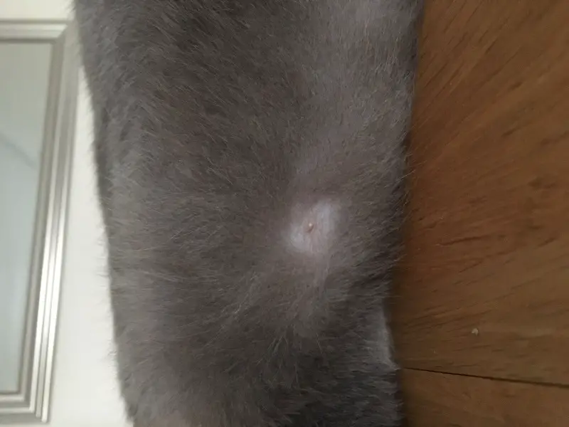Mon Chat A Une Petite Boule Sur Le Ventre Forum Sur Les Chats Mon Chat A Une Petite Boule Sur Le Ventre Forum Sur Les Chats