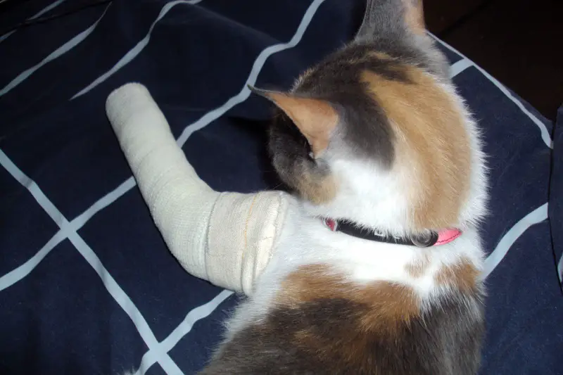 Fracture Du Femur Chaton 7 Mois Forum Sur Les Chats