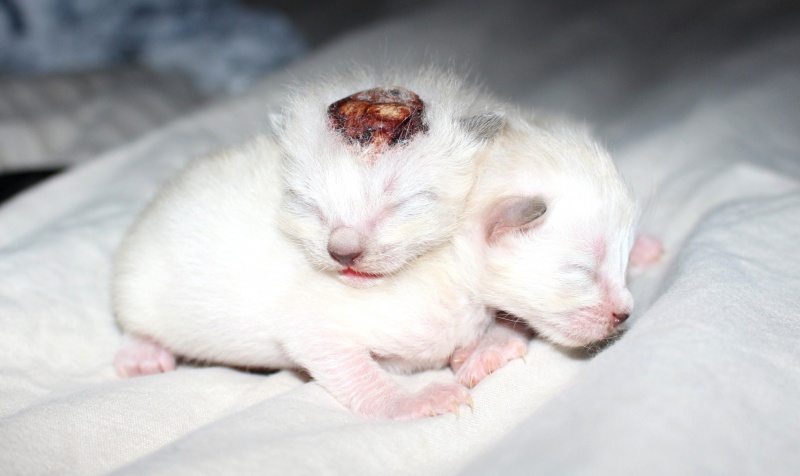 Chaton Ne Avec Malformation Premiers Instants Difficiles Forum Sur Les Chats