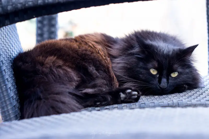Mon Chat Est Il Un Maine Coon Un Norvegien Ou Autre Forum Sur Les Chats Mon Chat Est Il Un Maine Coon Un Norvegien Ou Autre Forum Sur Les Chats