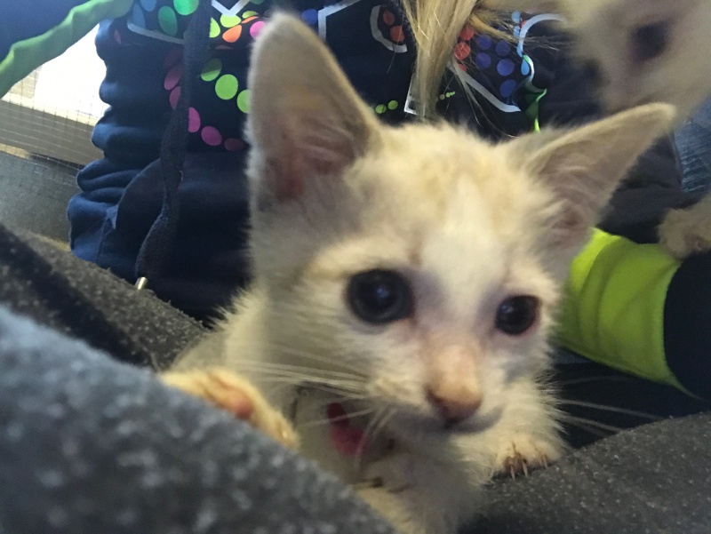 Chatons Accueillis En Mauvais Etat Avec Diarrhee Persistante Forum Sur Les Chats