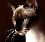 Avatar de l’utilisateur