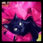 Avatar de l’utilisateur