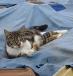 Avatar de l’utilisateur