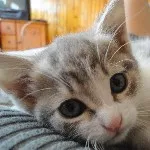 Avatar de l’utilisateur