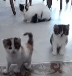 Avatar de l’utilisateur