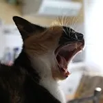 Avatar de l’utilisateur