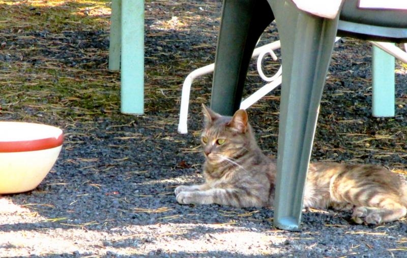 Alma aussi aime bien avoir son espace (surtout dehors)